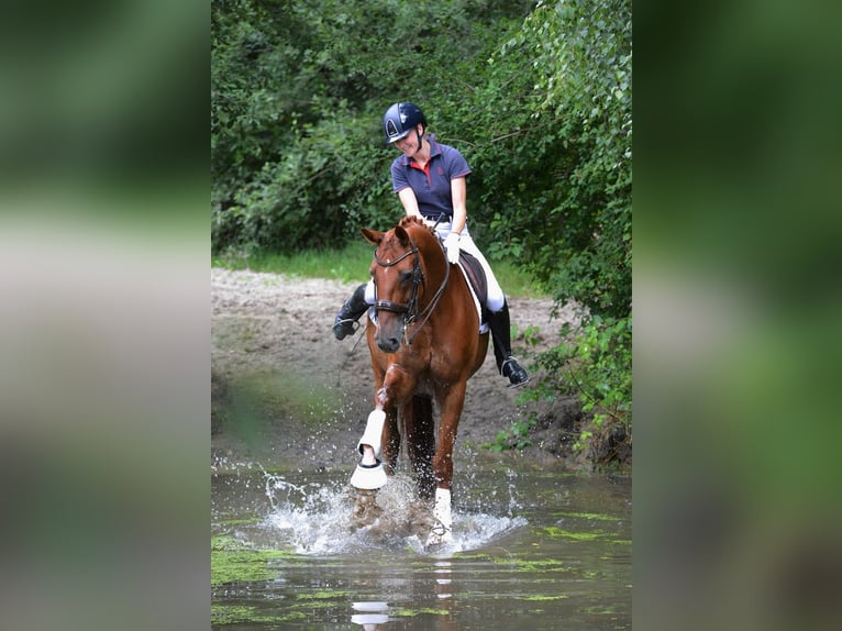 Oldenburgo Caballo castrado 10 años 171 cm Alazán in Paderborn