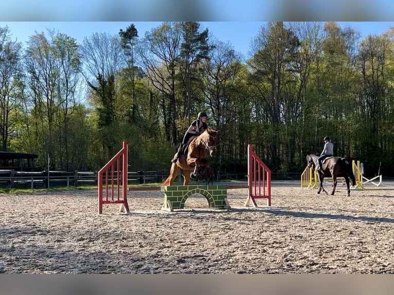 Oldenburgo Caballo castrado 10 años 171 cm Alazán in Paderborn