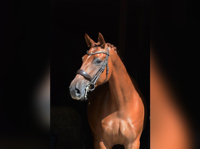 Oldenburgo Caballo castrado 10 años 171 cm Alazán in Paderborn