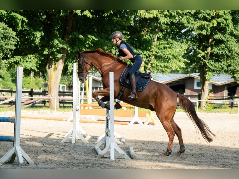 Oldenburgo Caballo castrado 10 años 171 cm Alazán in Paderborn