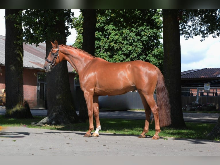 Oldenburgo Caballo castrado 10 años 171 cm Alazán in Paderborn
