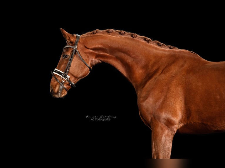 Oldenburgo Caballo castrado 10 años 171 cm Alazán in Herrenberg