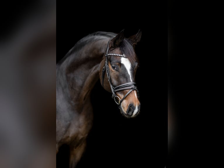 Oldenburgo Caballo castrado 10 años 172 cm Castaño oscuro in Dreieich