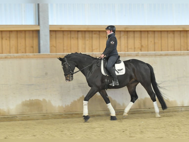 Oldenburgo Caballo castrado 10 años 172 cm Morcillo in Wellheim