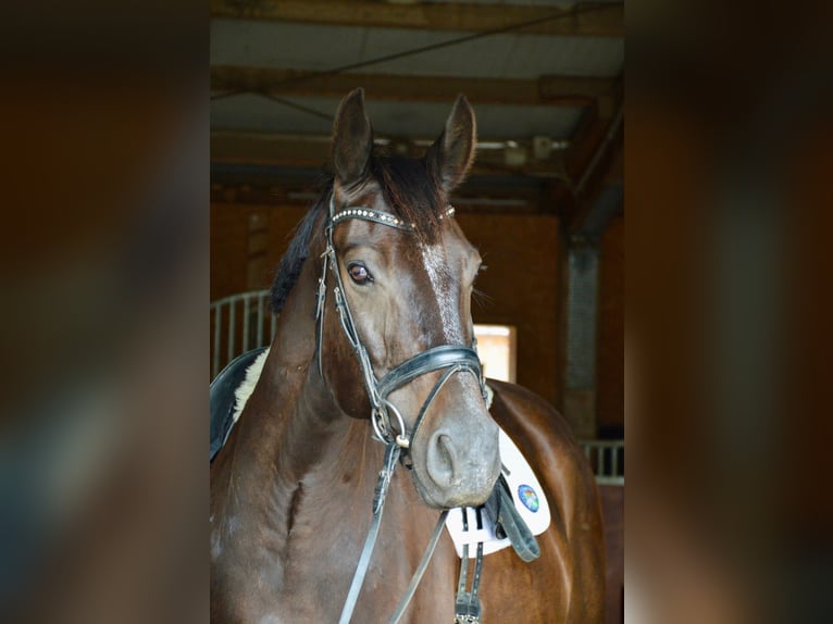 Oldenburgo Caballo castrado 10 años 172 cm Negro in Linz