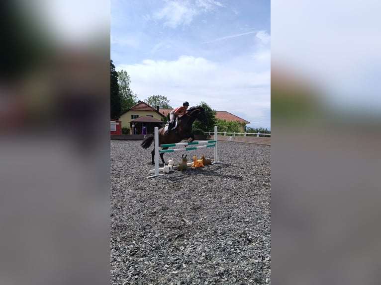 Oldenburgo Caballo castrado 10 años 172 cm Negro in Linz