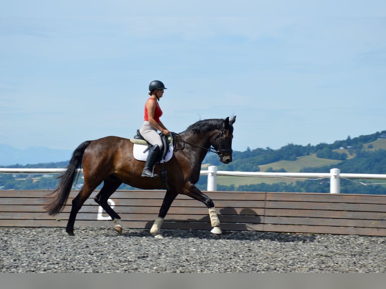 Oldenburgo Caballo castrado 10 años 172 cm Negro in Linz