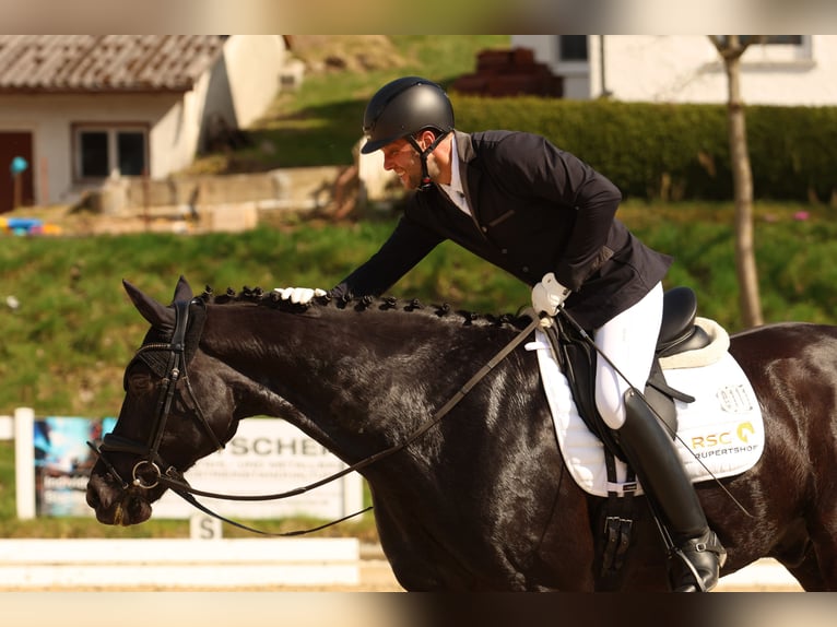 Oldenburgo Caballo castrado 10 años 172 cm Negro in Bad Schussenried