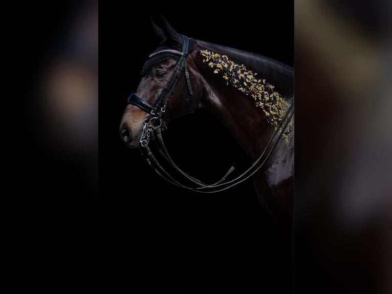 Oldenburgo Caballo castrado 10 años 172 cm Negro in Nottuln