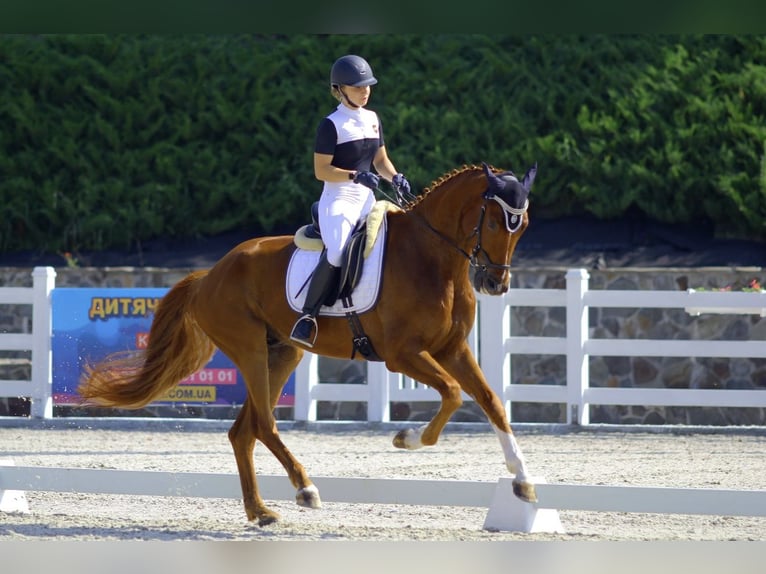 Oldenburgo Mestizo Caballo castrado 10 años 173 cm Alazán in Nice