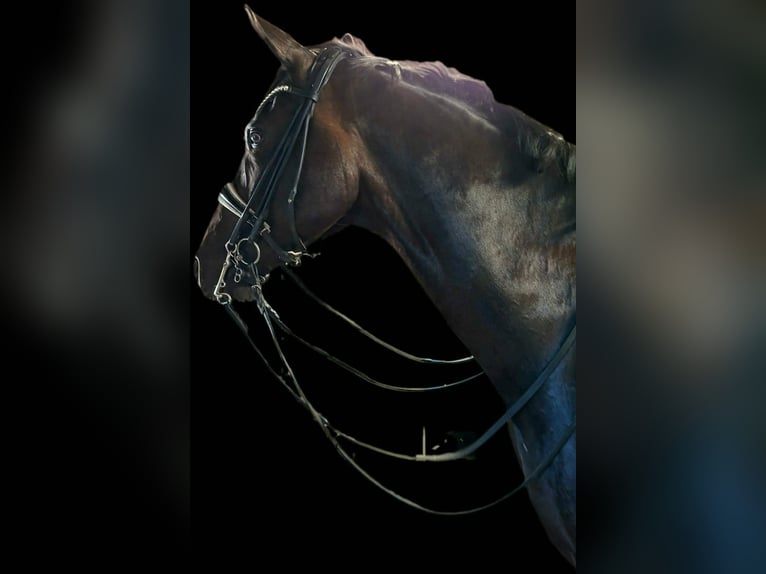 Oldenburgo Caballo castrado 10 años 173 cm Castaño oscuro in Stuhr