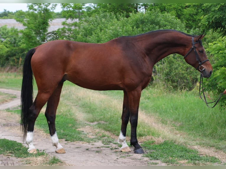 Oldenburgo Caballo castrado 10 años 175 cm Castaño in Gyula