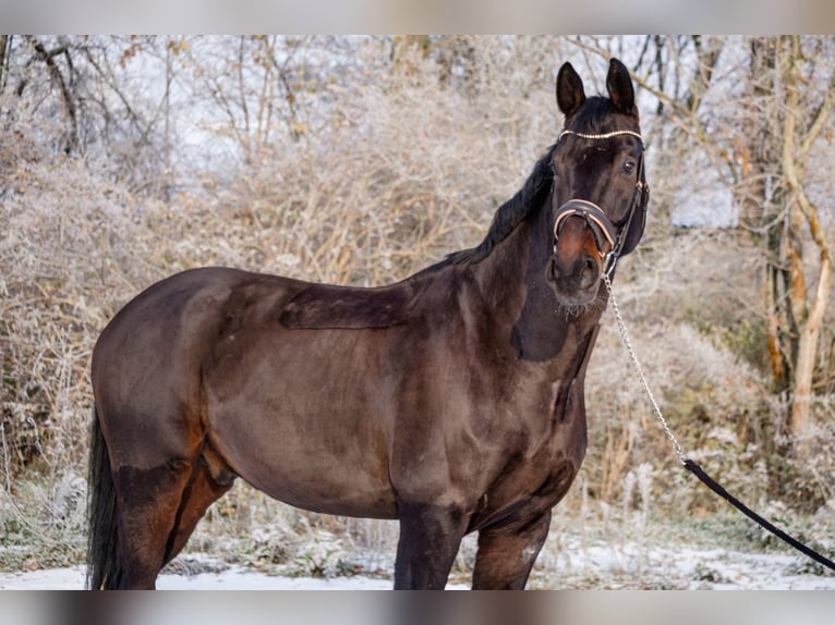 Oldenburgo Caballo castrado 10 años 175 cm Castaño oscuro in Ingelheim am Rhein