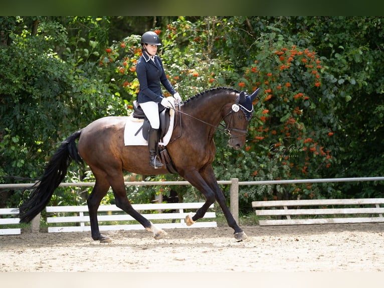 Oldenburgo Caballo castrado 10 años 175 cm Castaño oscuro in Ingelheim am Rhein