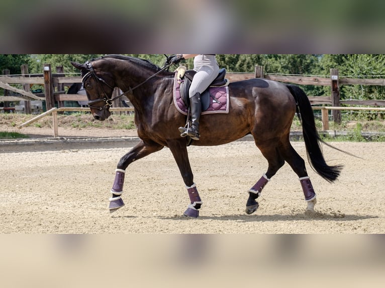 Oldenburgo Caballo castrado 10 años 175 cm Castaño oscuro in Ingelheim am Rhein