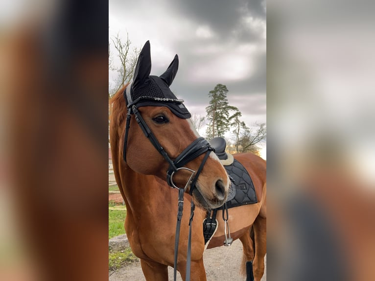 Oldenburgo Caballo castrado 10 años 176 cm Alazán in Schweinfurt