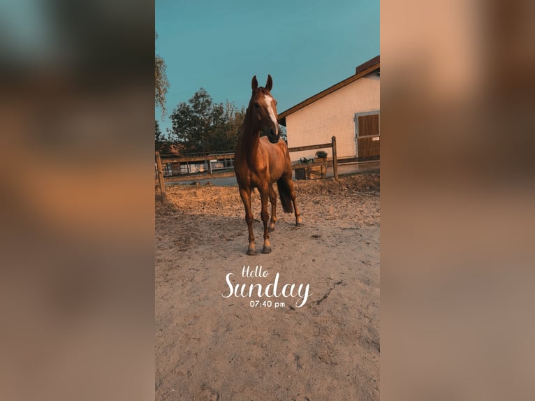 Oldenburgo Caballo castrado 10 años 176 cm Alazán in Schweinfurt