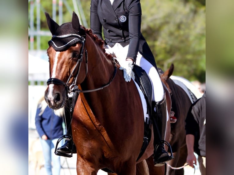 Oldenburgo Caballo castrado 10 años 176 cm Alazán in Hirschthal
