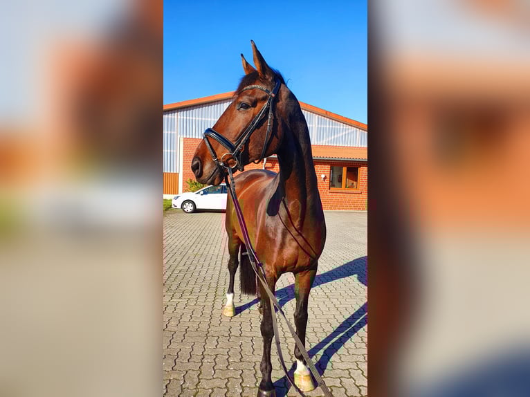 Oldenburgo Caballo castrado 10 años 176 cm Castaño oscuro in Frelsdorf