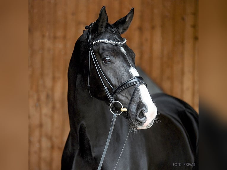 Oldenburgo Caballo castrado 10 años 176 cm Negro in Verden (Aller)