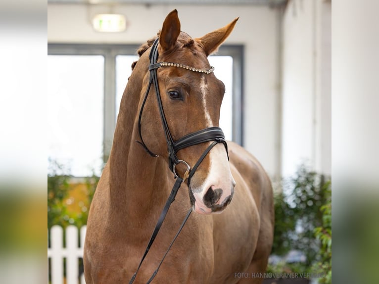 Oldenburgo Caballo castrado 10 años 177 cm Alazán-tostado in Verden