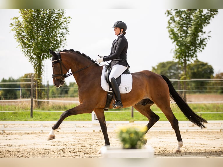 Oldenburgo Caballo castrado 10 años 177 cm Castaño in Straubenhardt