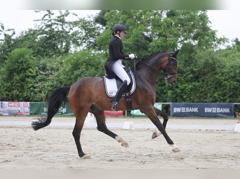 Oldenburgo Caballo castrado 10 años 177 cm Castaño in Straubenhardt