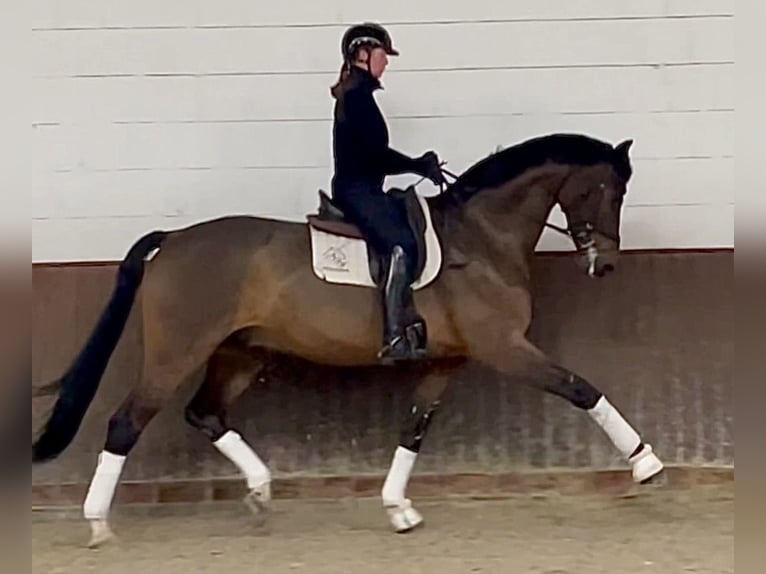 Oldenburgo Caballo castrado 10 años 179 cm Castaño in Lohne (Oldenburg)