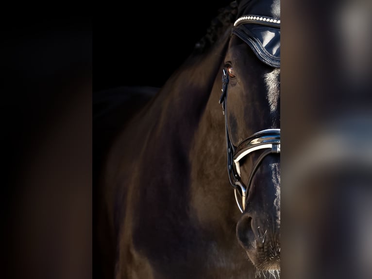 Oldenburgo Caballo castrado 10 años 180 cm Negro in D&#xFC;lmen