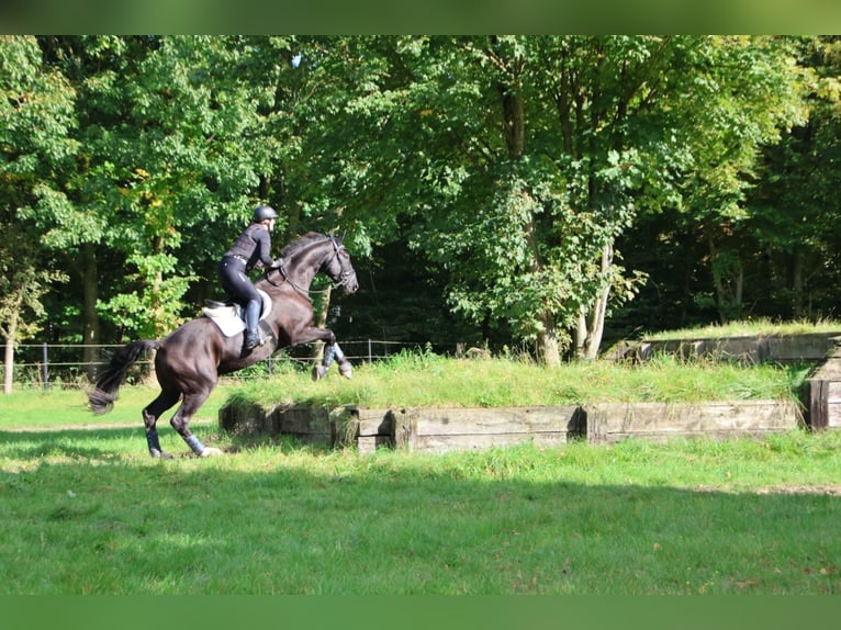 Oldenburgo Caballo castrado 10 años 180 cm Negro in D&#xFC;lmen