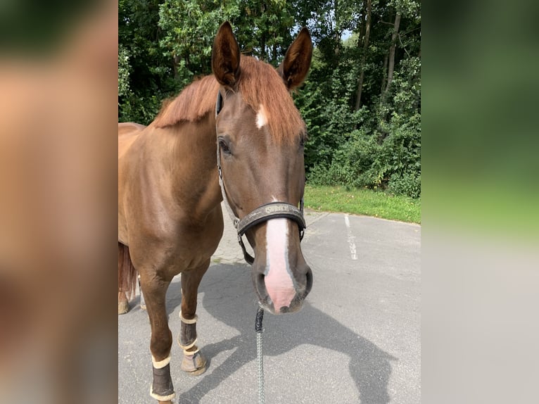 Oldenburgo Caballo castrado 10 años 182 cm Alazán-tostado in Enger