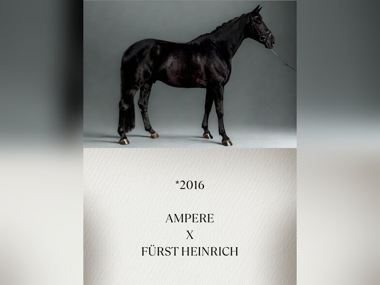 Oldenburgo Caballo castrado 10 años Negro in Güglingen