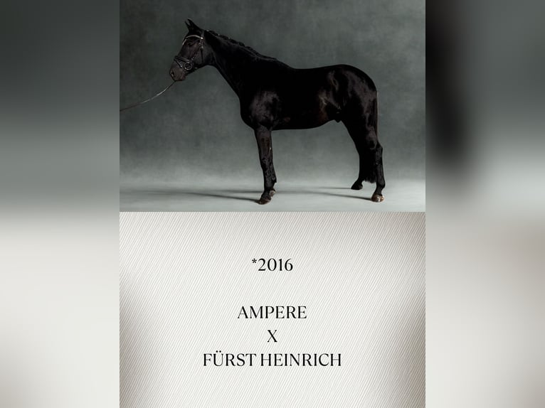 Oldenburgo Caballo castrado 10 años Negro in Güglingen