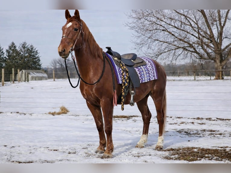 Oldenburgo Mestizo Caballo castrado 11 años 160 cm Alazán rojizo in Walbridge