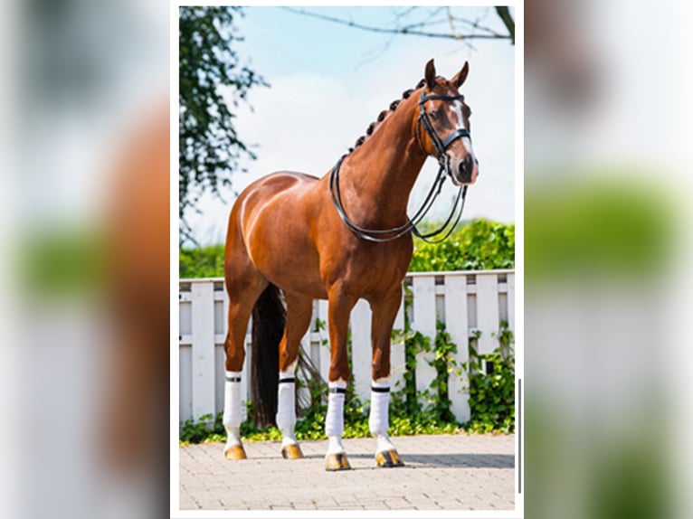 Oldenburgo Caballo castrado 11 años 163 cm Alazán-tostado in Prague