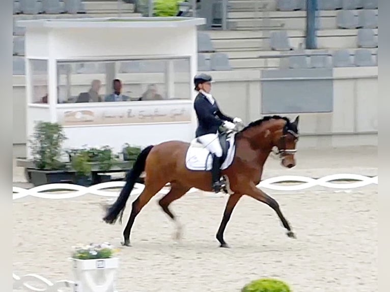 Oldenburgo Caballo castrado 11 años 163 cm Castaño in Wesel