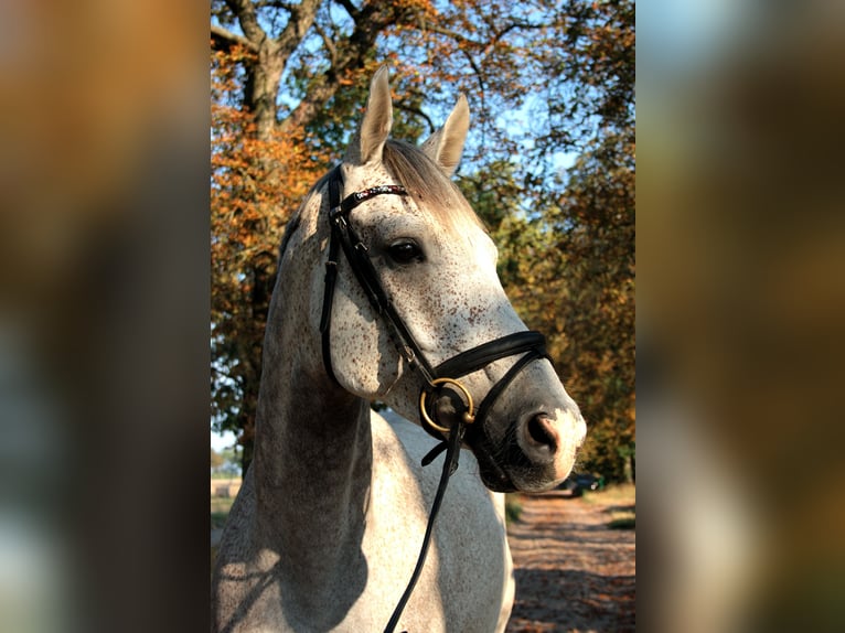 Oldenburgo Caballo castrado 11 años 165 cm Tordo picazo in Saalow