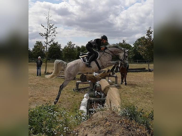 Oldenburgo Caballo castrado 11 años 165 cm Tordo picazo in Saalow