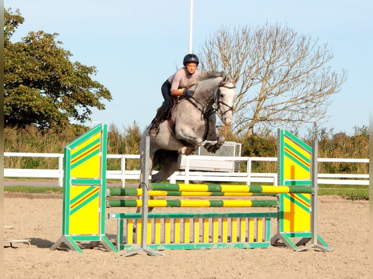 Oldenburgo Caballo castrado 11 años 165 cm Tordo picazo in Saalow