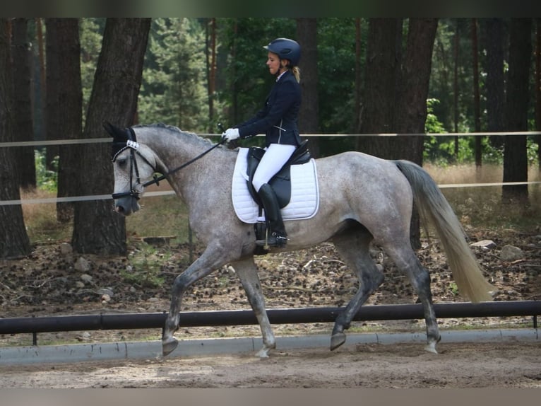 Oldenburgo Caballo castrado 11 años 165 cm Tordo picazo in Saalow