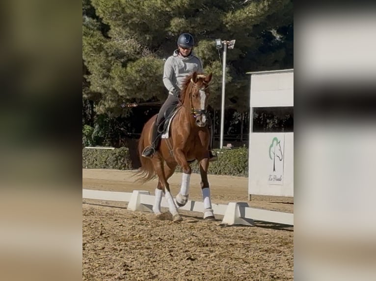 Oldenburgo Caballo castrado 11 años 167 cm Alazán-tostado in Coin