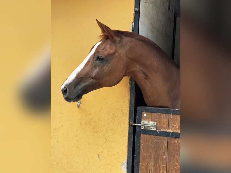 Oldenburgo Caballo castrado 11 años 167 cm Alazán-tostado in Coin