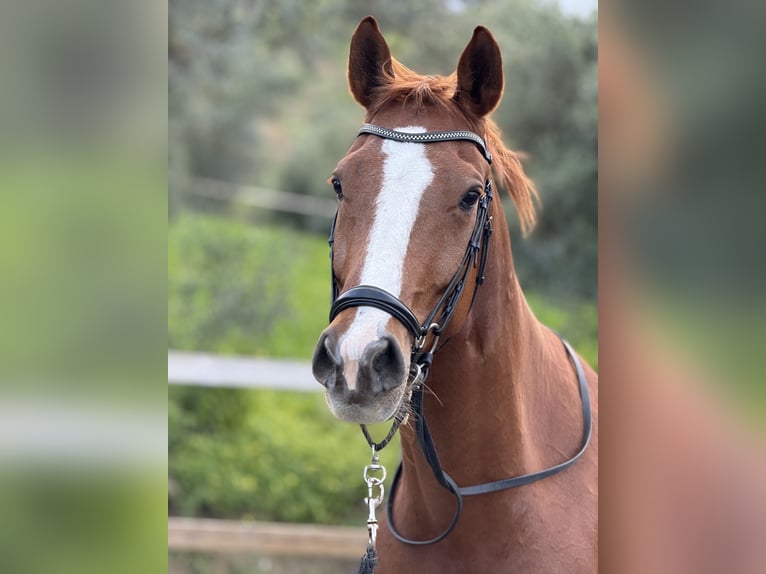 Oldenburgo Caballo castrado 11 años 167 cm Alazán-tostado in Elx/Elche