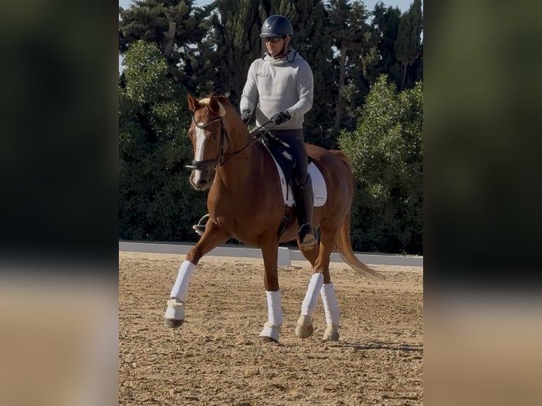 Oldenburgo Caballo castrado 11 años 167 cm Alazán-tostado in Elx/Elche