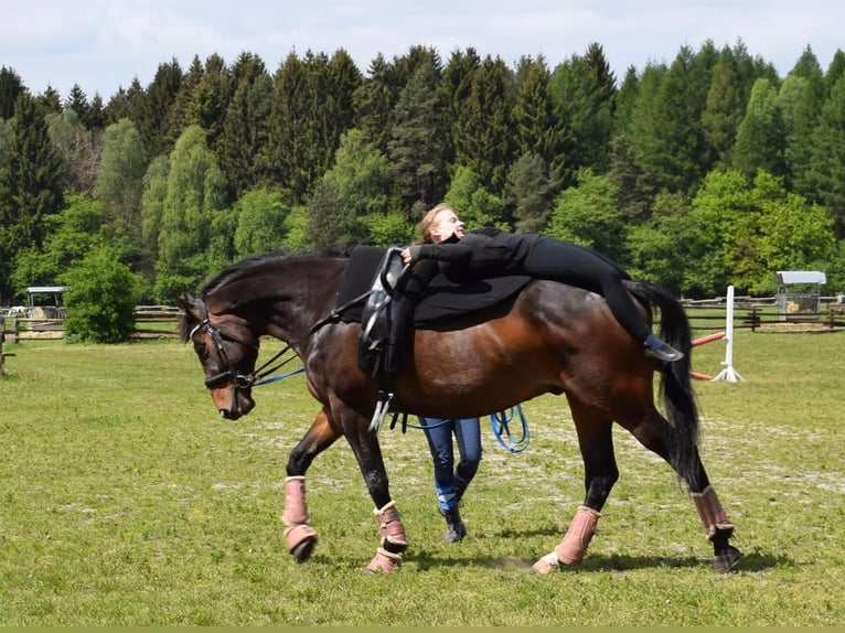Oldenburgo Caballo castrado 11 años 169 cm Morcillo in Lathen