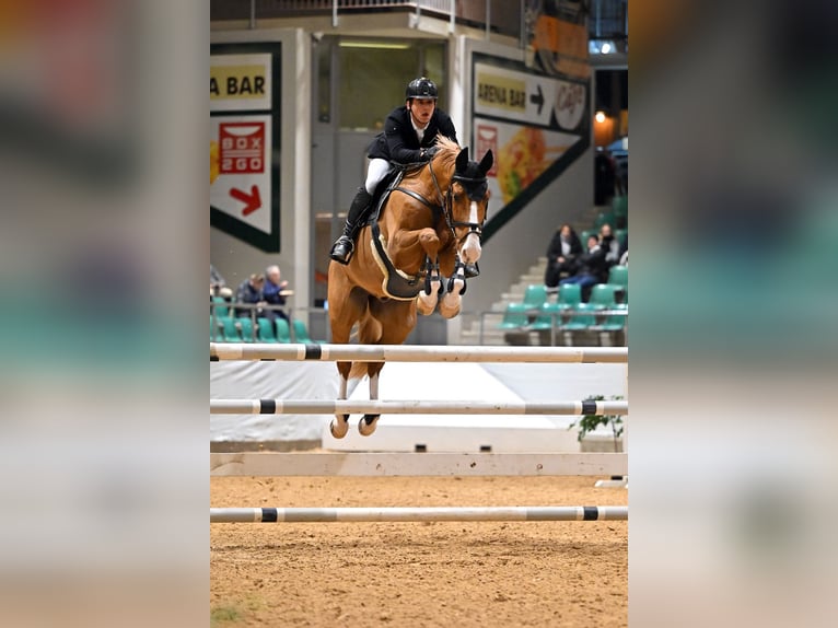 Oldenburgo Caballo castrado 11 años 170 cm Alazán in Aying