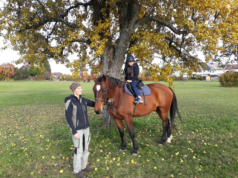 Oldenburgo Caballo castrado 11 años 170 cm Castaño in Stadland