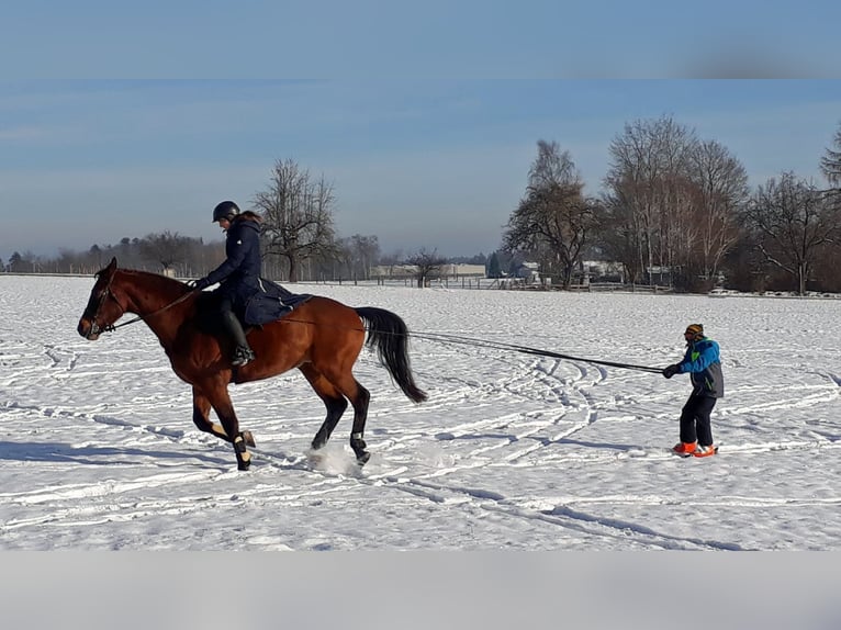 Oldenburgo Caballo castrado 11 años 170 cm Castaño in Stadland