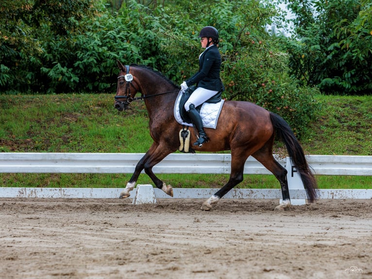 Oldenburgo Caballo castrado 11 años 170 cm Castaño oscuro in Leer (Ostfriesland)