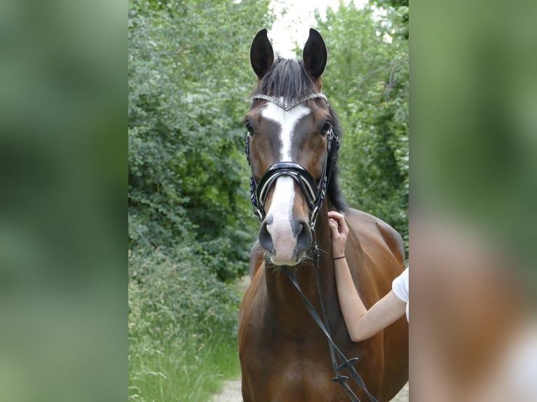 Oldenburgo Caballo castrado 11 años 171 cm Castaño oscuro in Halle